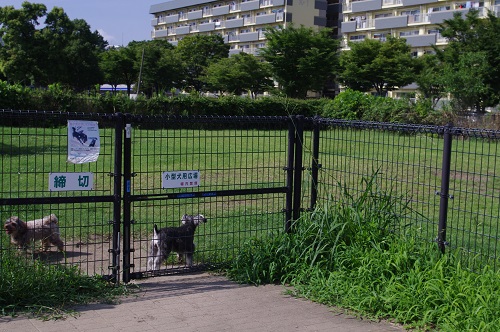 辰巳の森公園小型犬エリア