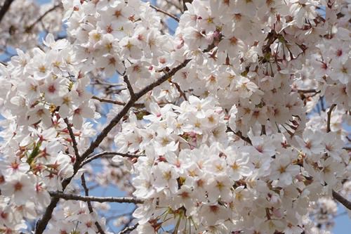 お花見　桜満開