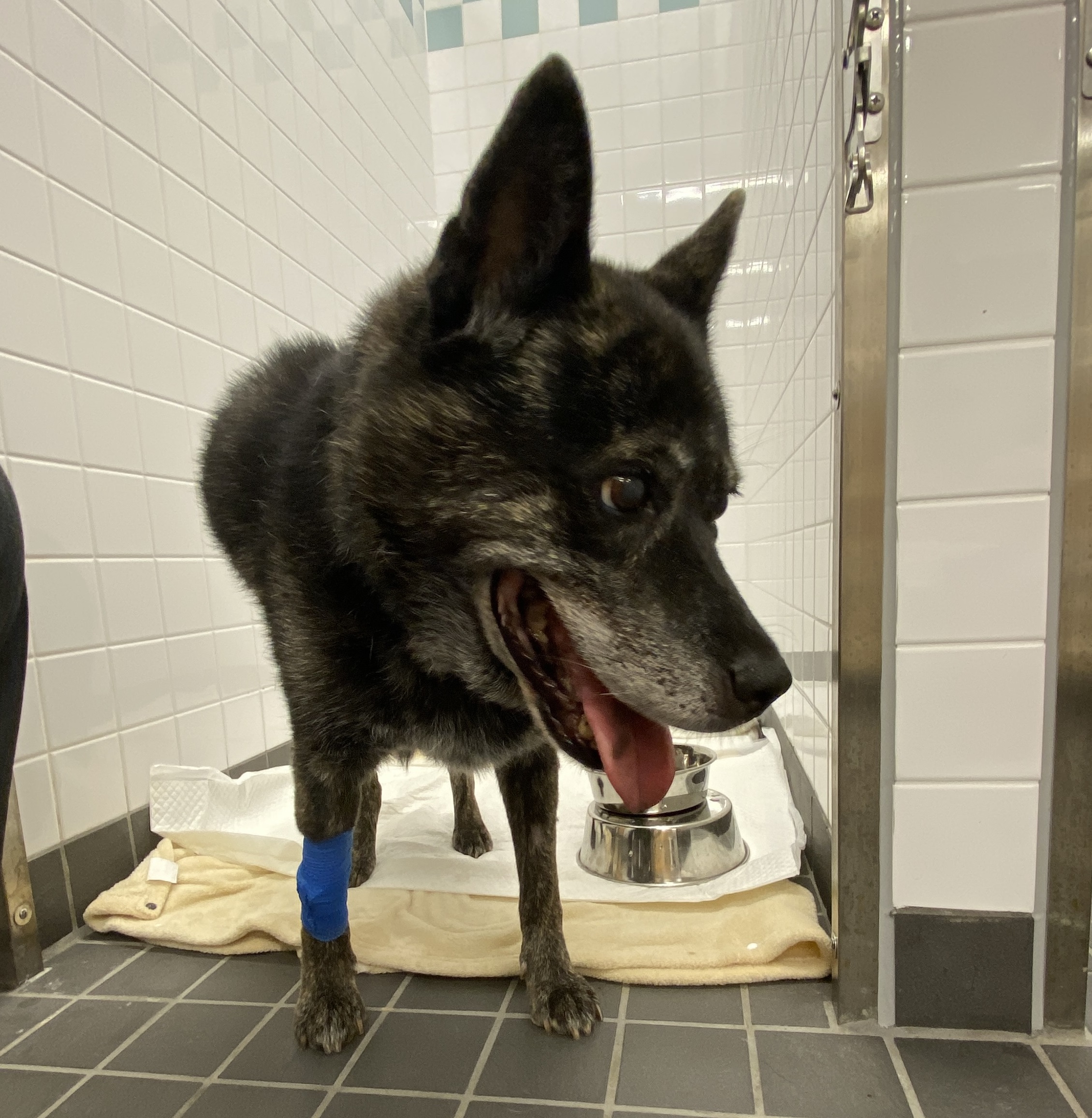 腫瘍切除手術　入院　犬